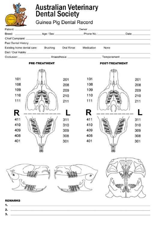 Guinea Pig Animal Teeth Chart Printable pdf