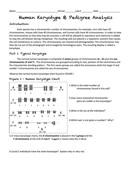 Human Karyotype Pedigree Analysis Printable pdf