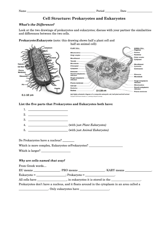 Cell Structure Prokaryotes And Eukaryotes Printable pdf
