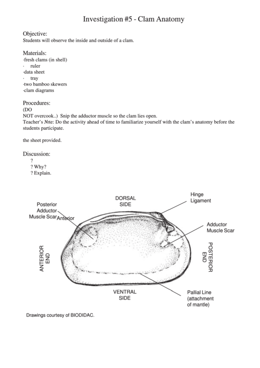 Investigation - Clam Anatomy Printable pdf