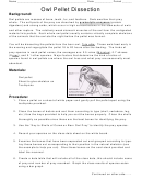 Owl Pellet Dissection - Triton Science