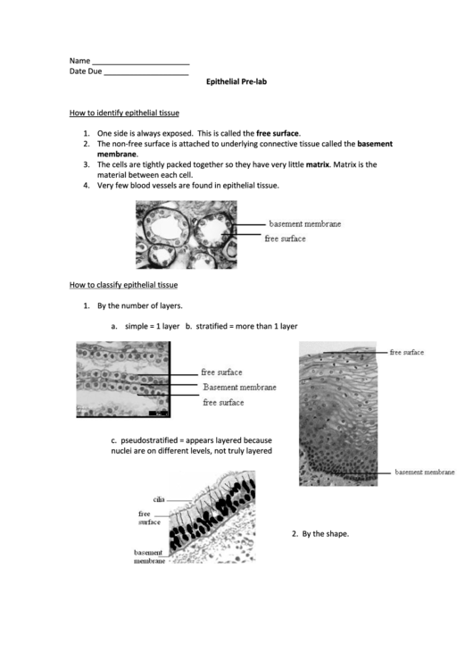 Epithelial Pre-Lab Printable pdf