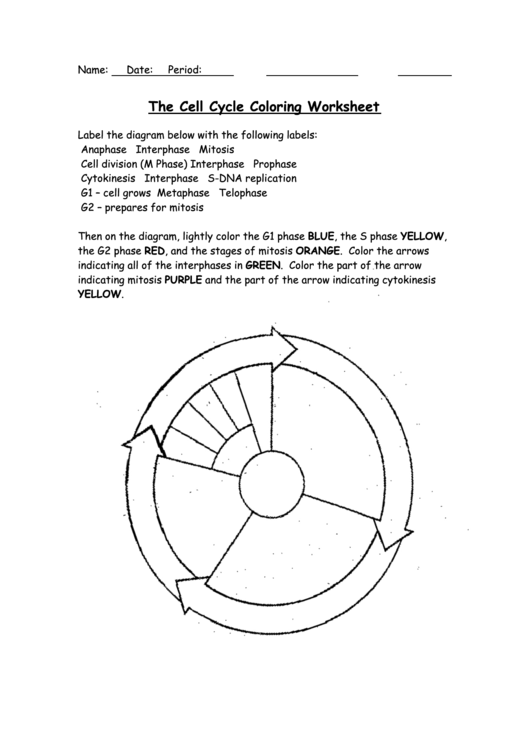 The Cell Cycle Coloring Worksheet Printable pdf