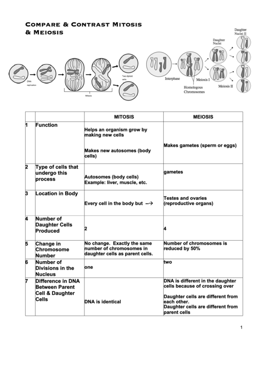 Mitosis & Meiosis T-Chart Answers Printable pdf