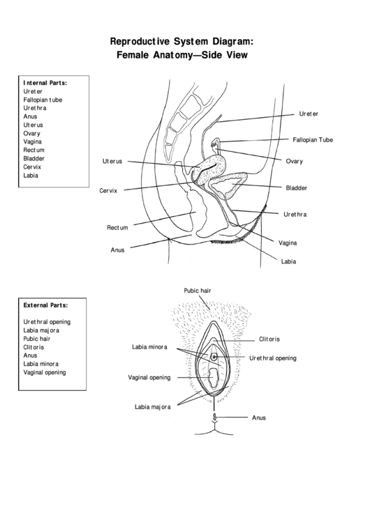 Reproductive System Diagram Female Anatomy Side View