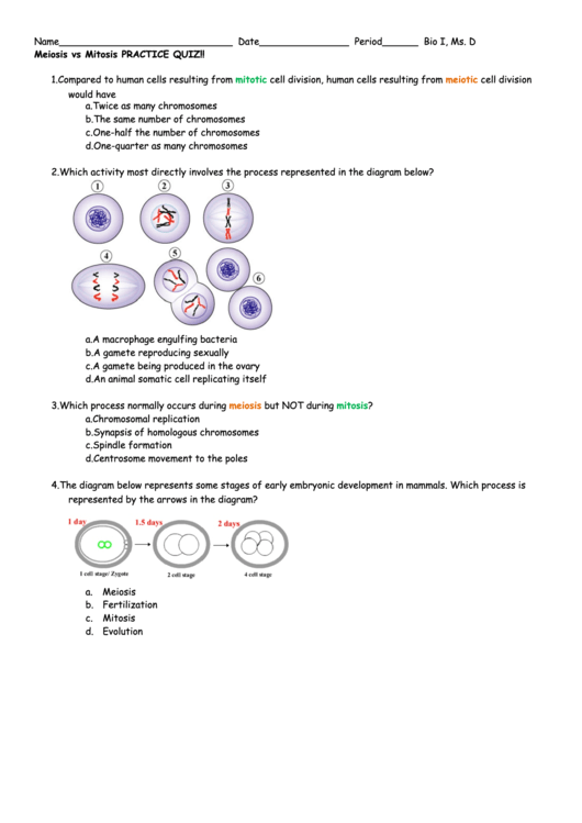 Meoisis And Mitosis Practice Quiz With Answer Key Printable pdf
