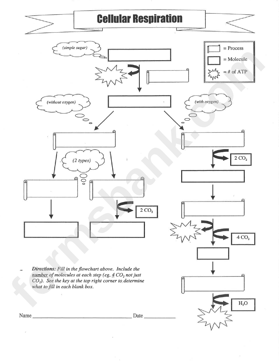 Cellular Respiration Worksheet My Ecoach printable pdf download