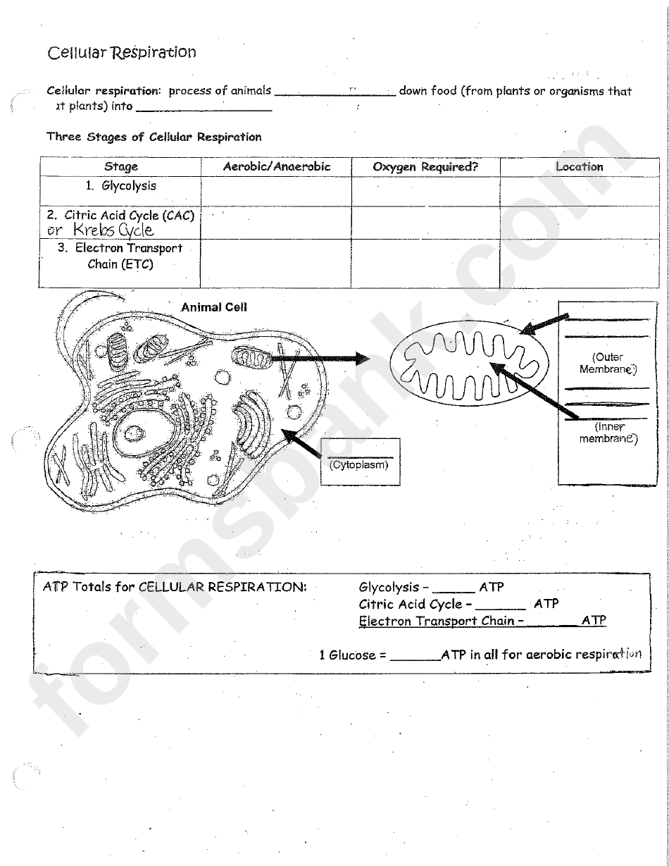 Cellular Respiration Flow Chart Rcsd Printable Pdf Download