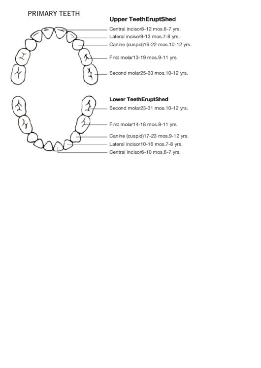 Primary Teeth Chart Printable pdf