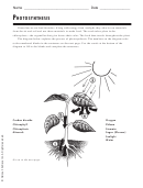 Photosynthesis Biology Worksheets