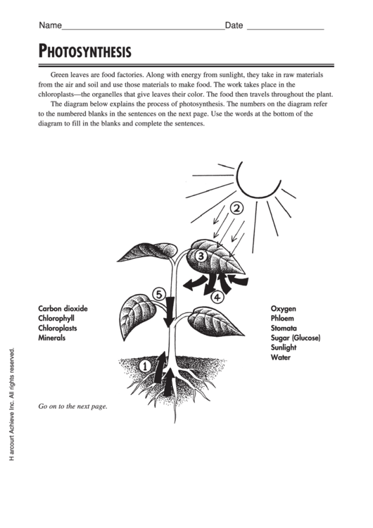 Photosynthesis Biology Worksheets Printable pdf