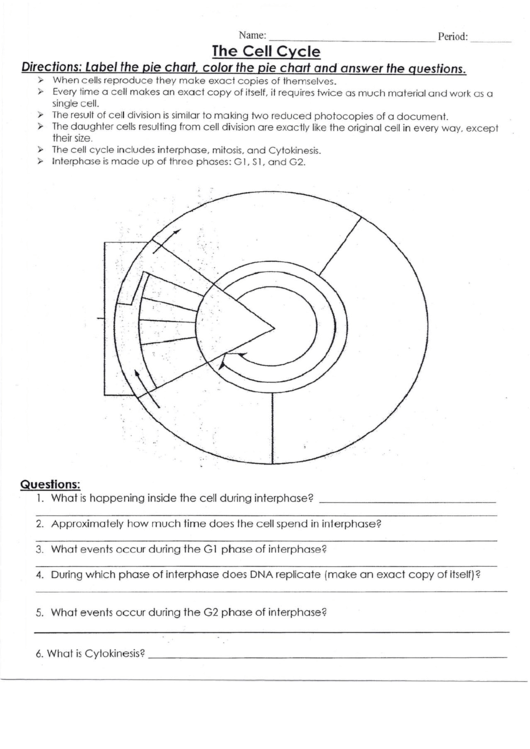 The Cell Cycle Printable pdf