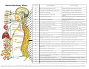Neuro-anatomy Chart