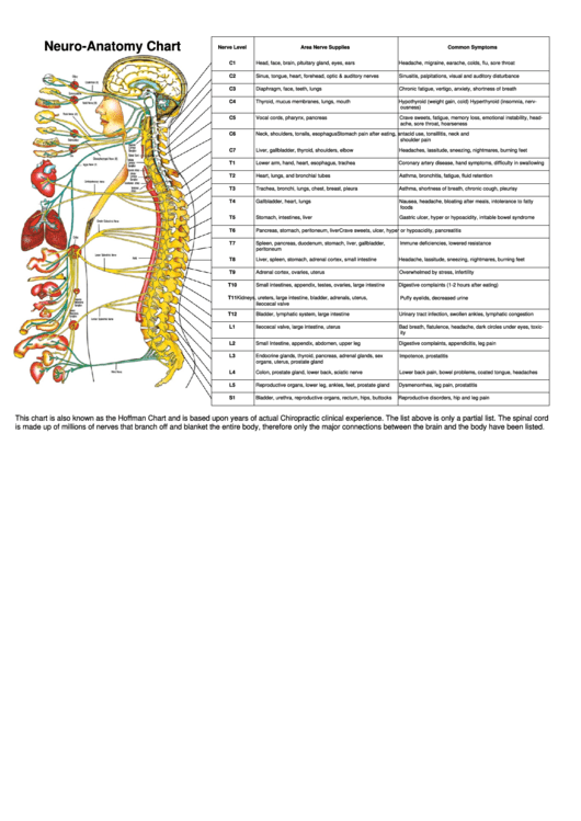 Neuro-Anatomy Chart Printable pdf