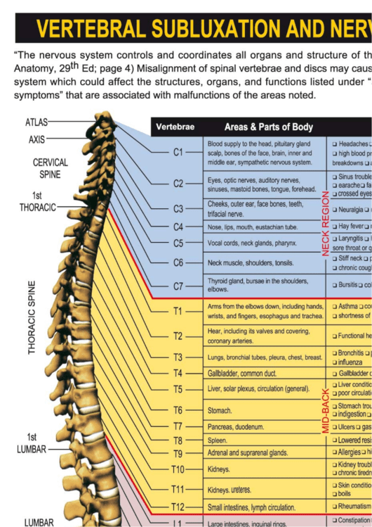 Vertebral Subluxation And Nerve Chart Printable pdf
