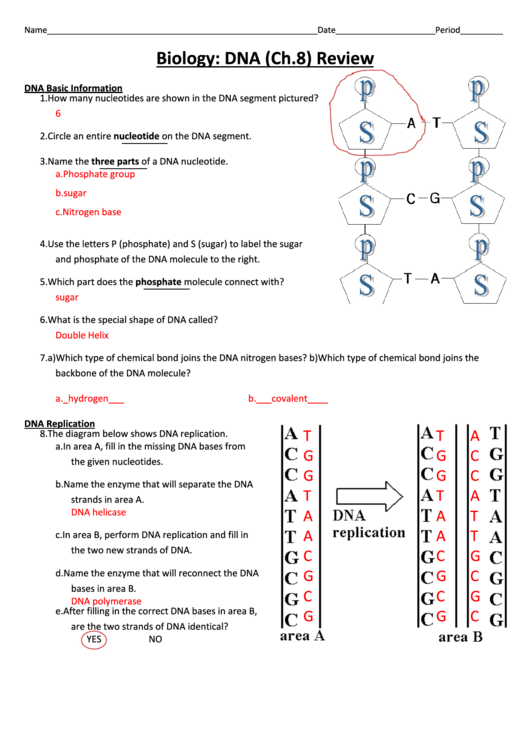 Dna Base Pairing Worksheet Answers