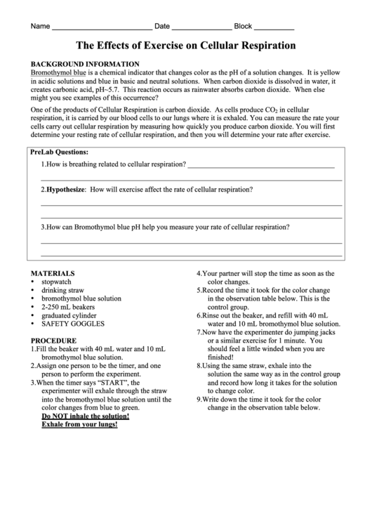 The Effects Of Exercise On Cellular Respiration Biology Lab Report Template Printable pdf
