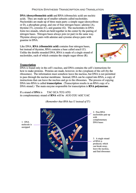 Protein Synthesis - Transcription And Translation Biology Worksheet Printable pdf