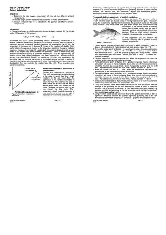 Animal Metabolism Biology Lab Report Template