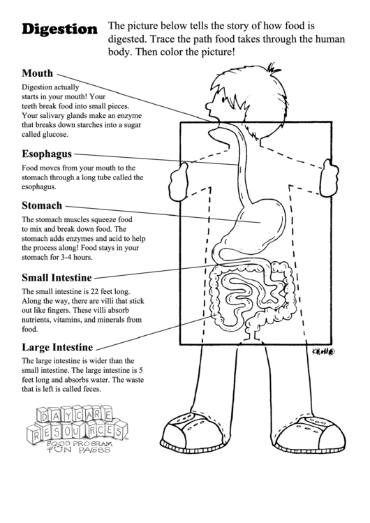 Digestion Worksheet Printable pdf