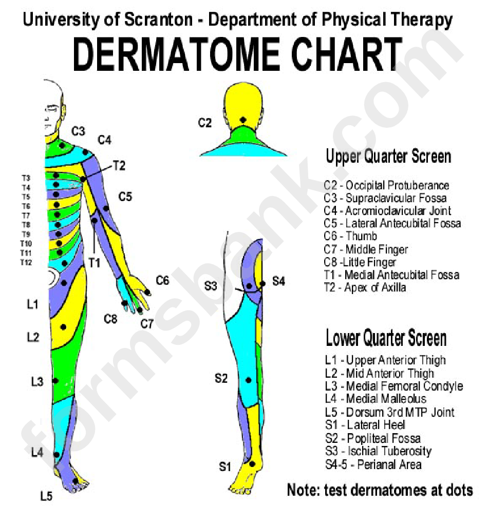 Dermatome Chart printable pdf download