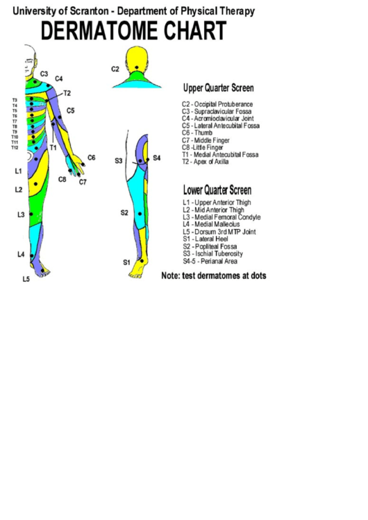 Dermatome Chart Printable pdf