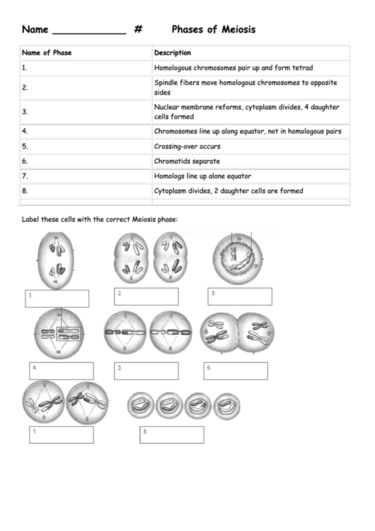 Phases Of Meiosis Printable pdf