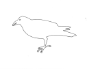 Bird Template - Crow