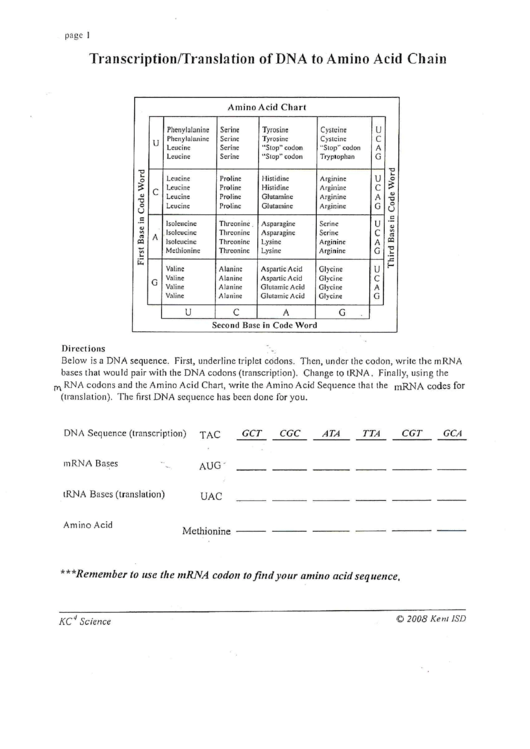 Transcription / Translation Worksheet Printable pdf
