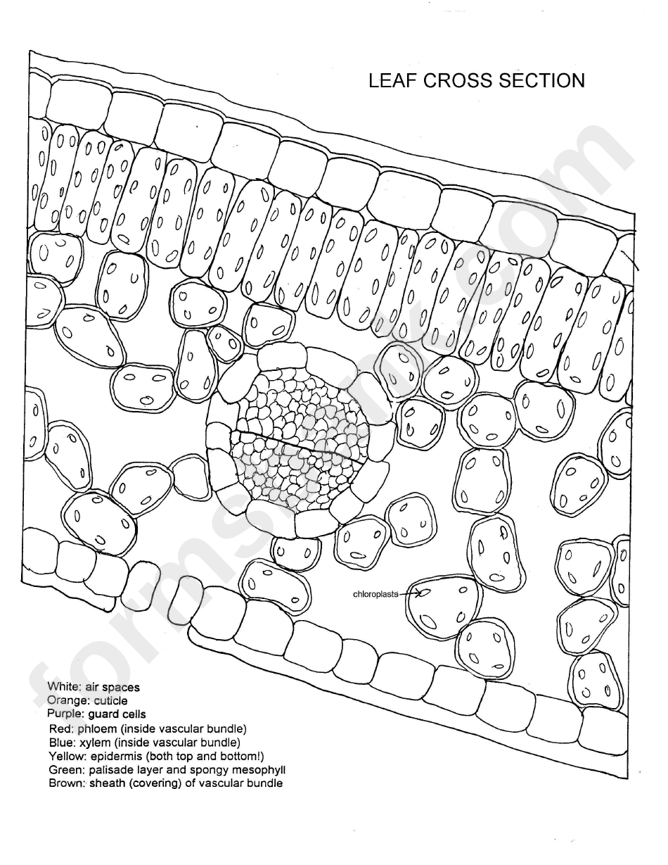 Leaf Cross Section Coloring Page