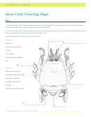 Mole Crab Coloring Page