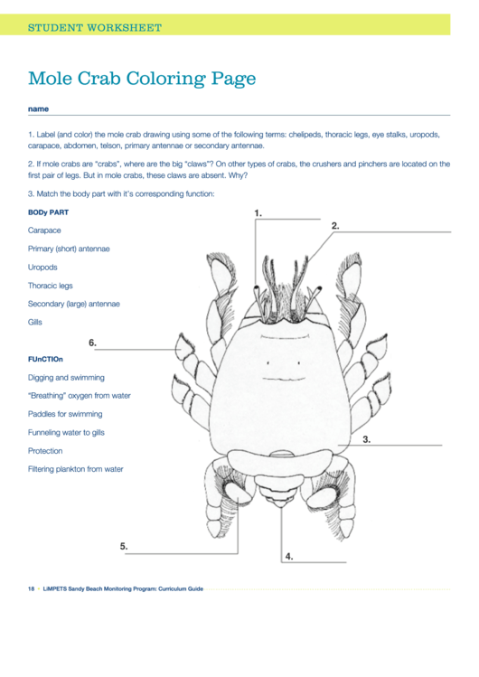 Mole Crab Coloring Page Printable pdf