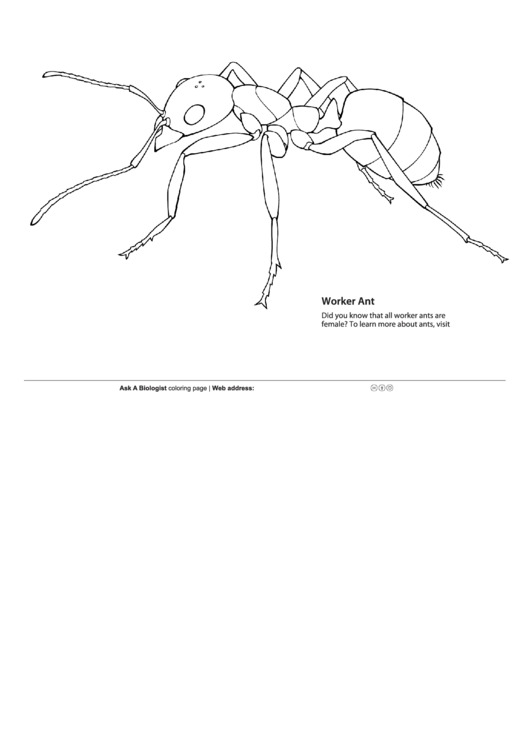 Ant Coloring Page Printable pdf
