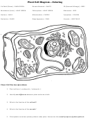 Plant Cell Diagram - Coloring