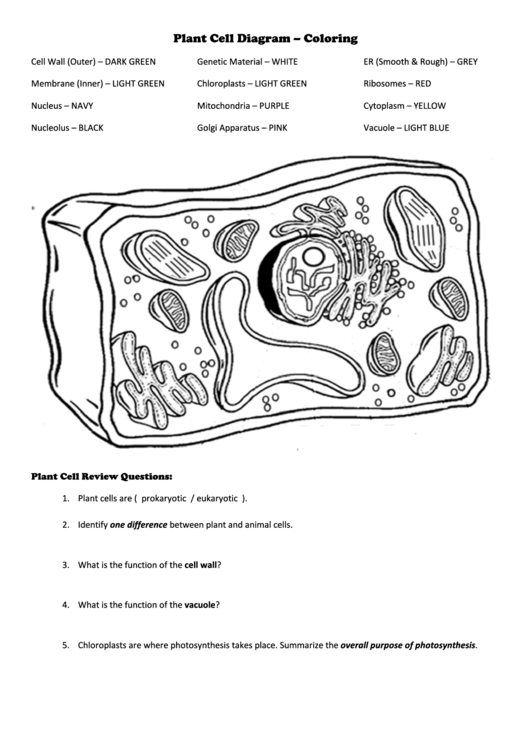 Plant Cell Diagram - Coloring Printable pdf