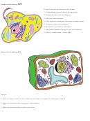 Animal Cell Coloring Key