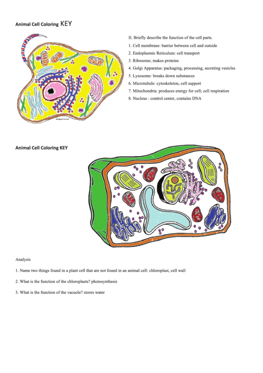 Animal Cell Coloring Key Printable pdf