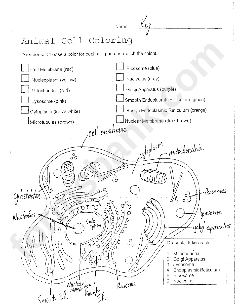 Labeled Plant And Animal Cell printable pdf download