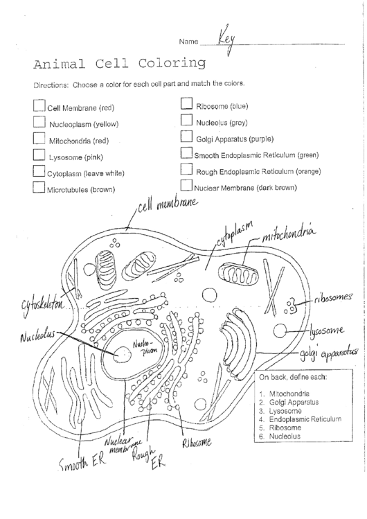 Labeled Plant And Animal Cell printable pdf download