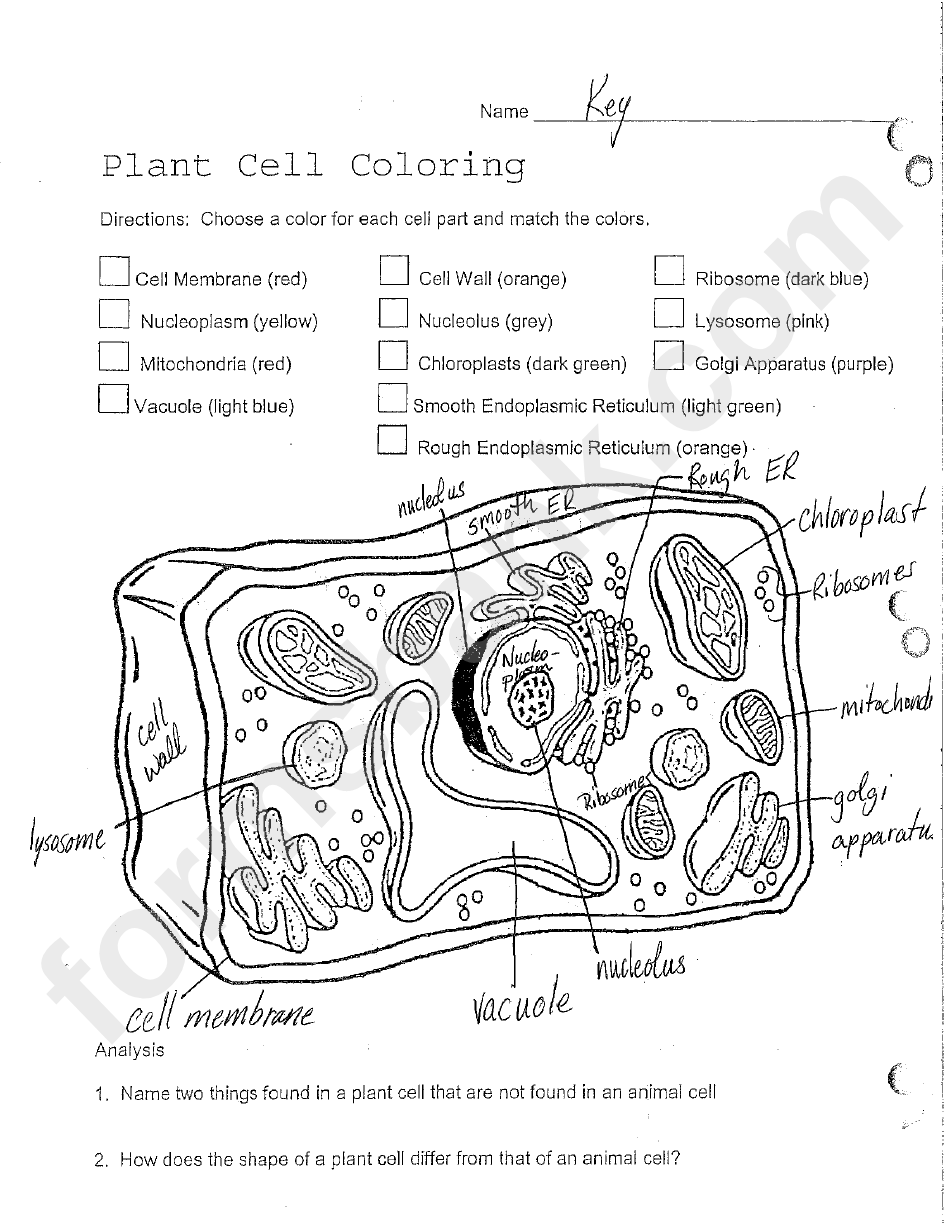 Labeled Plant And Animal Cell