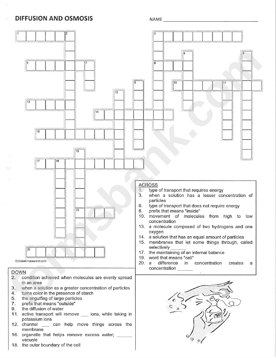 Cell Structure And Function Crossword Puzzle Template