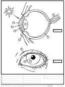Ask A Biologist - Eye Anatomy Printable pdf