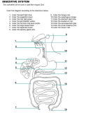 Digestive System Coloring Sheet Printable pdf