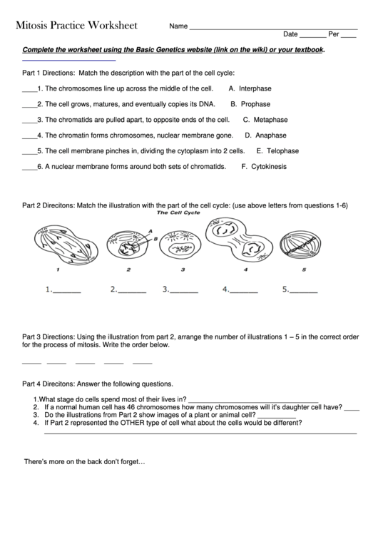 Mitosis Practice Worksheet