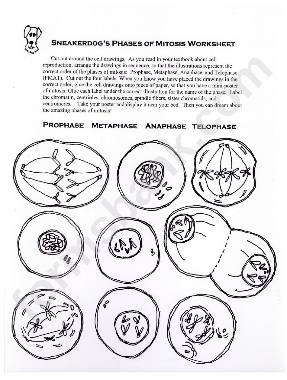 Phases Of Mitosis Worksheet
