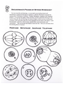 Phases Of Mitosis Worksheet