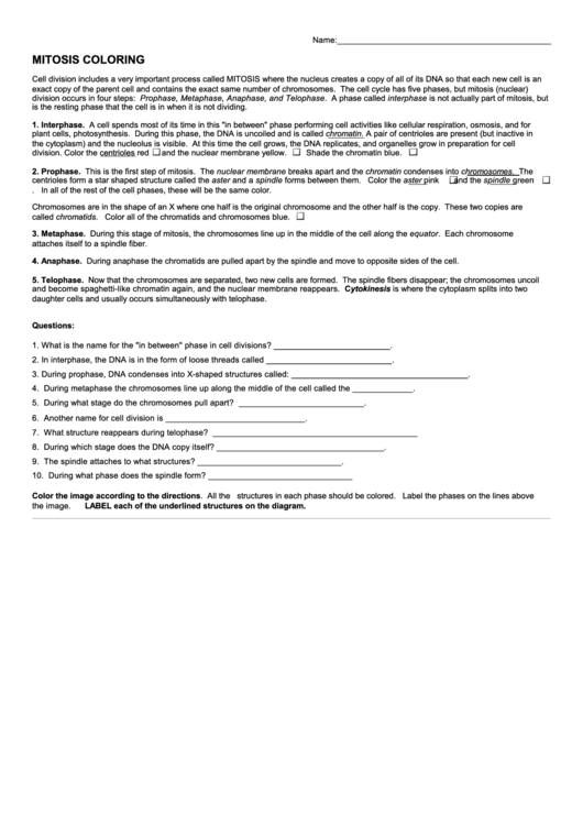 Mitosis Coloring Sheet Printable pdf