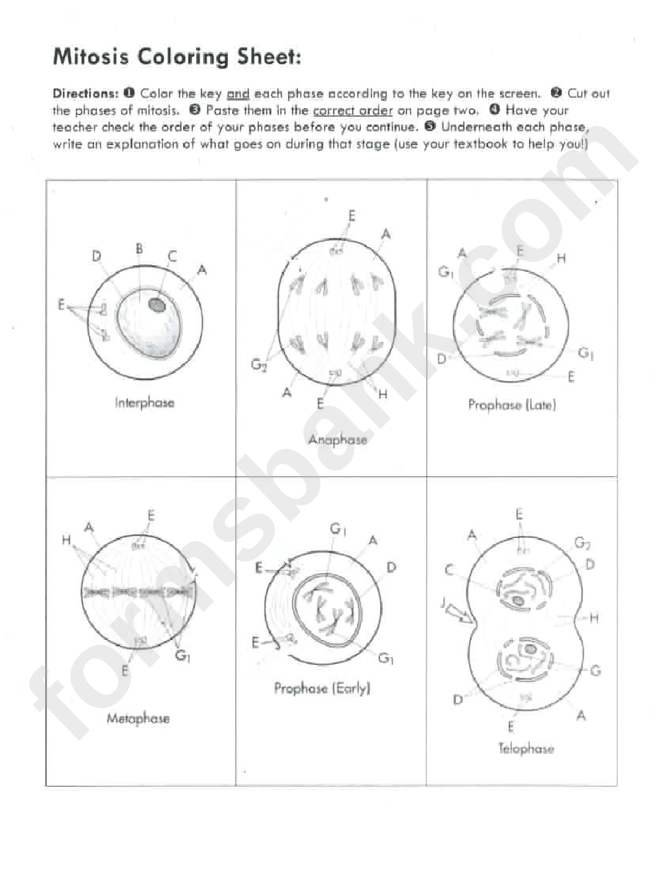 Mitosis Coloring Sheet And Questions
