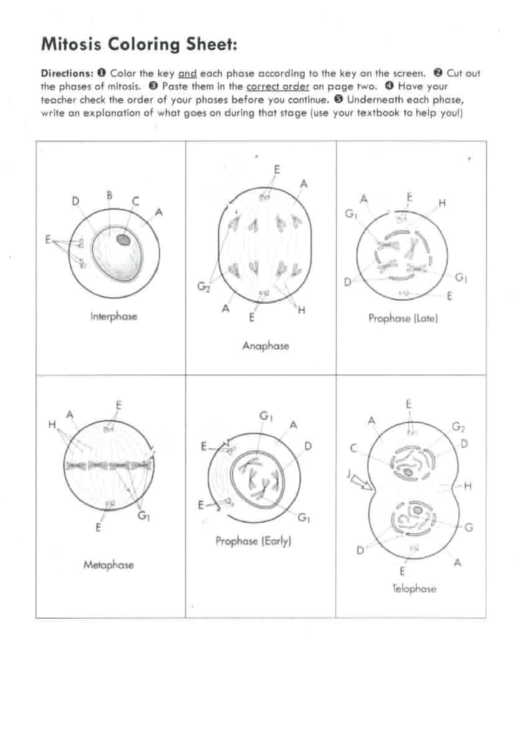 Mitosis Coloring Sheet And Questions Printable pdf