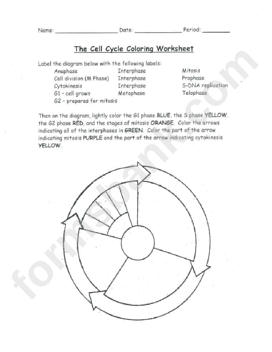 Mitosis Coloring Sheet And Questions